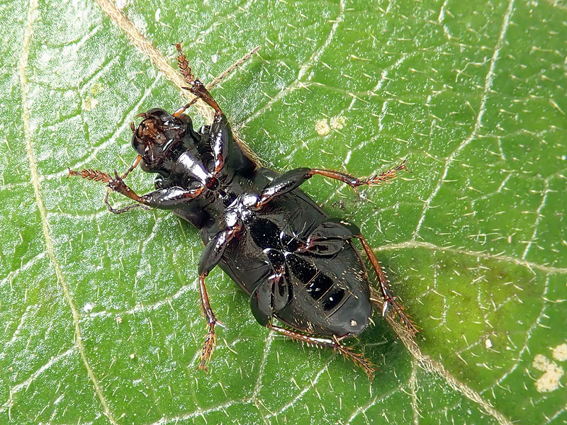 Carabidae : Harpalus?  S. Harpalus distinguendus